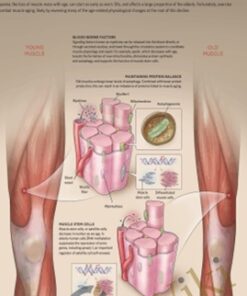 Rebuild Your Body 2016 - Muscular System